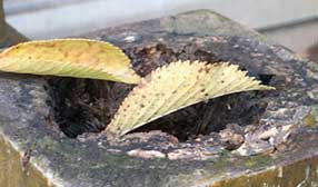 防腐木多少錢(qián)一立方